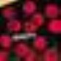 100 BULLETS TP VOL 12 DIRTY (MR)
